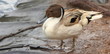 Pintail Duck