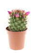 Photo: Beautiful flowers of cactus in a pot Beautiful flowers of cactus in a pot