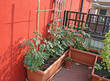 tomato plants grown on a vegetable garden in a balcony