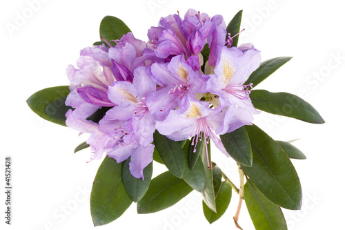 Photo: Pink rhododendron, azalea Pink rhododendron, azalea
