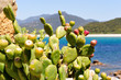 Golfe de Valinco (Corse) avec figues de barbarie Golfe de Valinco (Corse) avec figues de barbarie