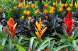 plants for sale from a florist in a nursery of flowers
