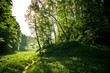 Forest in spring