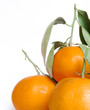 Tangerines isolated on white background Tangerines isolated on white background