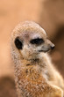 Meerkat