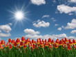 Illustration: Tulip flowers field Tulip flowers field
