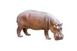 hippopotamus isolated