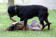 rottweiler et berger belge malinois