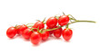 plum tomatoes on the vine plum tomatoes on the vine