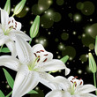 Greeting or invitation card with white lily Greeting or invitation card with white lily