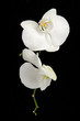 Photo: White phalaenopsis orchid flowers against black White phalaenopsis orchid flowers against black