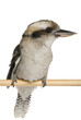 Kookaburra (genus Dacelo) perched on white background.