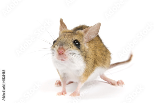 Photo: Mitchell's Hopping Mouse, Notomys Mitchellii on white Mitchell's Hopping Mouse, Notomys Mitchellii on white