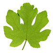 Fig leaf
