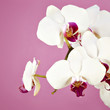 Bouquet of white orchid