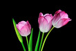pink tulips with black background pink tulips with black background