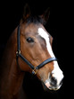 Bay Horse Against Black Background