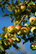 Foto: Apfelbaum Apfelbaum
