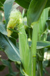 Beautiful and fresh looking corn plants Beautiful and fresh looking corn plants