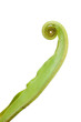 Unfolding fern leaf against white background Unfolding fern leaf against white background