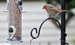 robin looking at the feeder