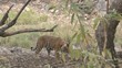 Tiger walking between trees