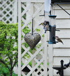 birds feeding