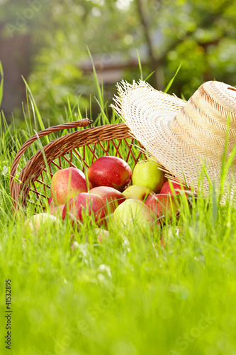 Foto: Red apples and garden basket in green grass Red apples and garden basket in green grass