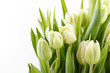 nice tulips