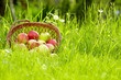 apple in garden