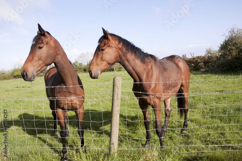 Photo: two horses two horses