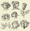 roses doodles set