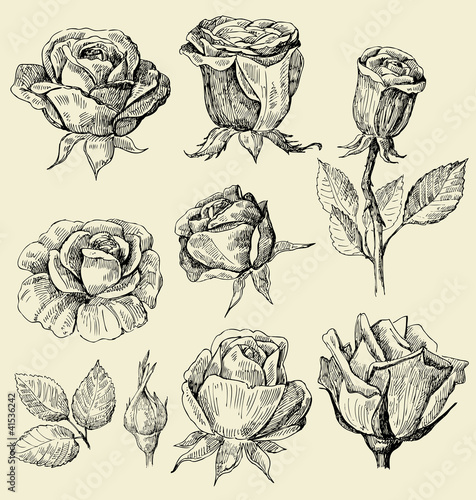 Vector: roses doodles set roses doodles set