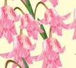 floral seamless background