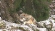 Wolf resting on a stone in snow