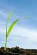 Photo: plants against a sky plants against a sky