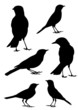 Birds Silhouette - 6 different vector illustrations