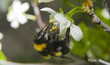 Collect nectar