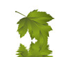 Natur