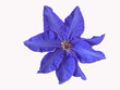 blaue klematis
