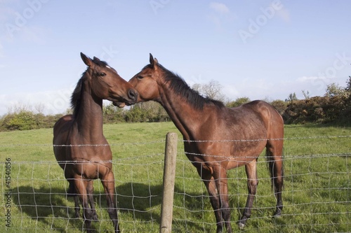 Photo: two horses two horses