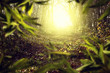 Magic Forest