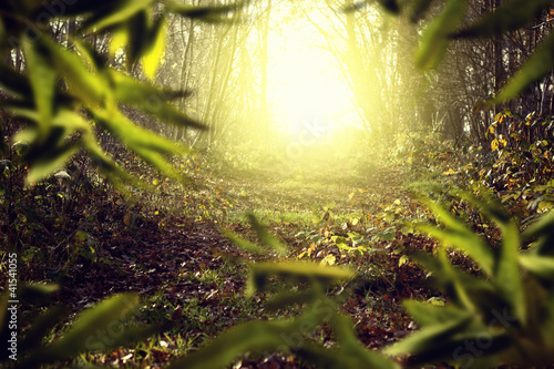 Photo: Magic Forest Magic Forest