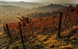 Alba Nelle Langhe