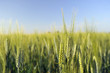 Campo di Spighe