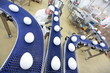 specialist at egg production line in gmo factory