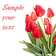 red tulips isolated on white background