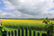Ein Rapsfeld vor der Gartentür Ein Rapsfeld vor der Gartentür