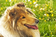 Collie