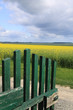 Ein Rapsfeld vor der Gartentür Ein Rapsfeld vor der Gartentür